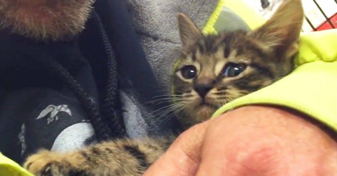 Gatinho é salvo depois de passar 33 horas preso no esgoto