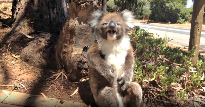 Coala é expulso de casa e começa a chorar