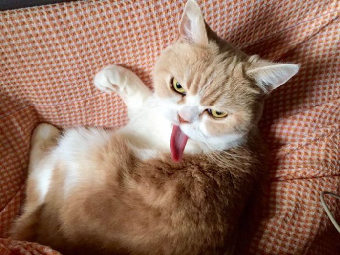 Gata japonesa com ar de rabugenta está a fazer sucesso no Facebook