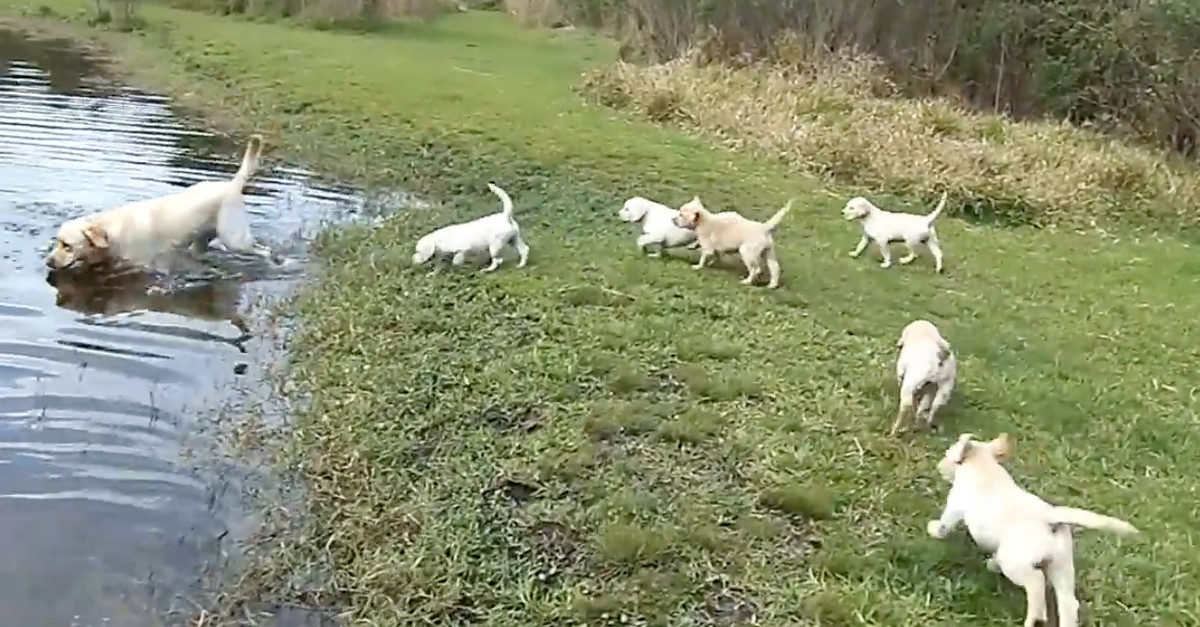 Labrador com paciência ensina os 7 filhos a perder o medo de nadar