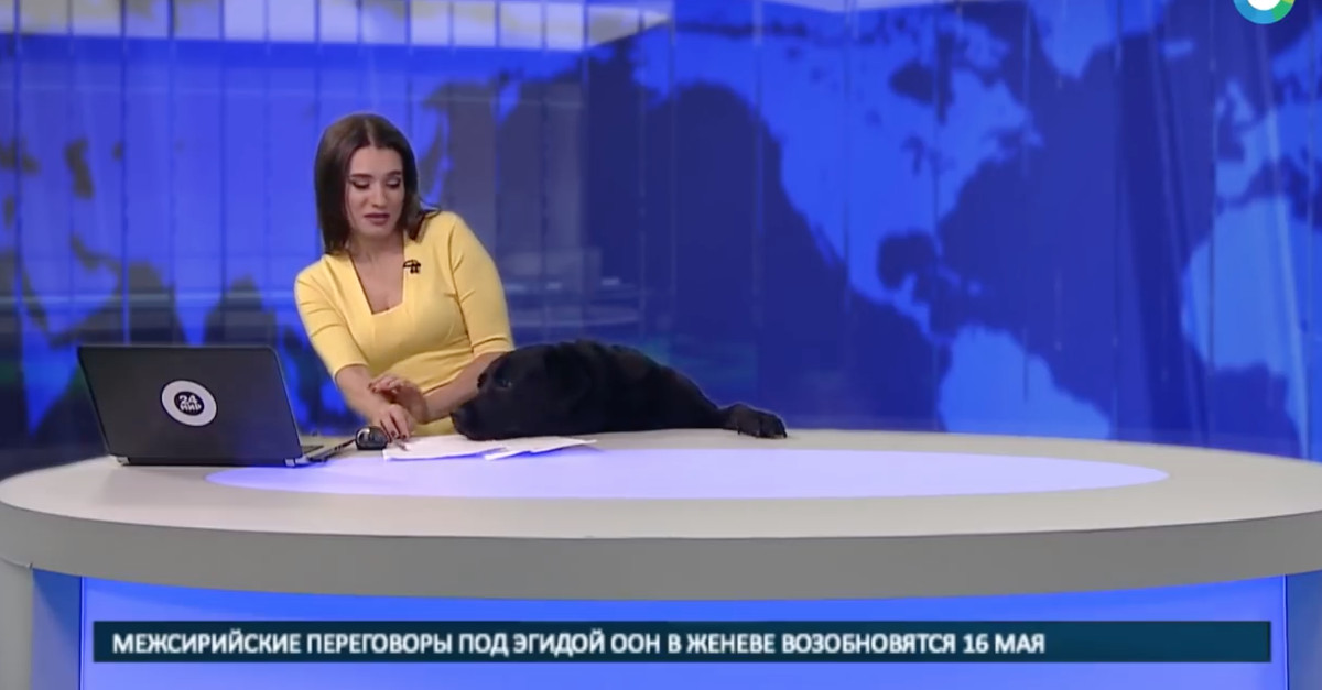 Labrador interrompe telejornal em direto ao aparecer debaixo da mesa