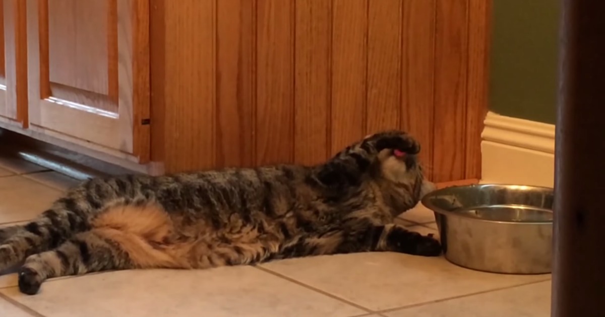 Gato preguiçoso não se levanta nem para beber água