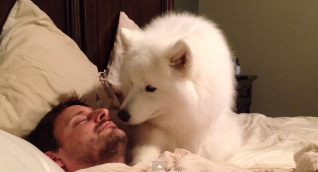 Este cão é o despertador mais fofo que tu já viste