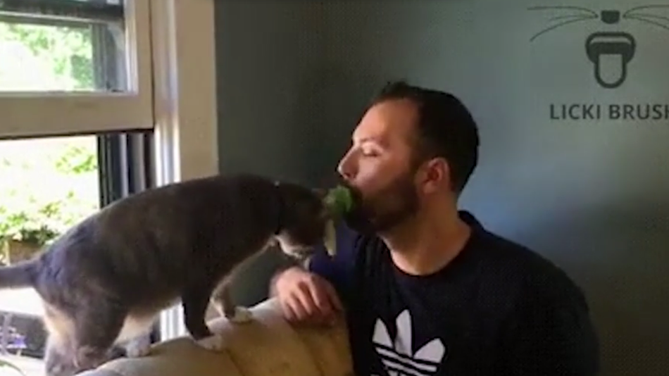 Agora já podes lamber o teu gato com este novo pente