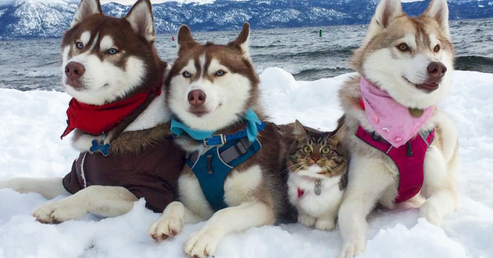 3 husky tornam-se os melhores amigos de um gato depois de o terem salvo da morte