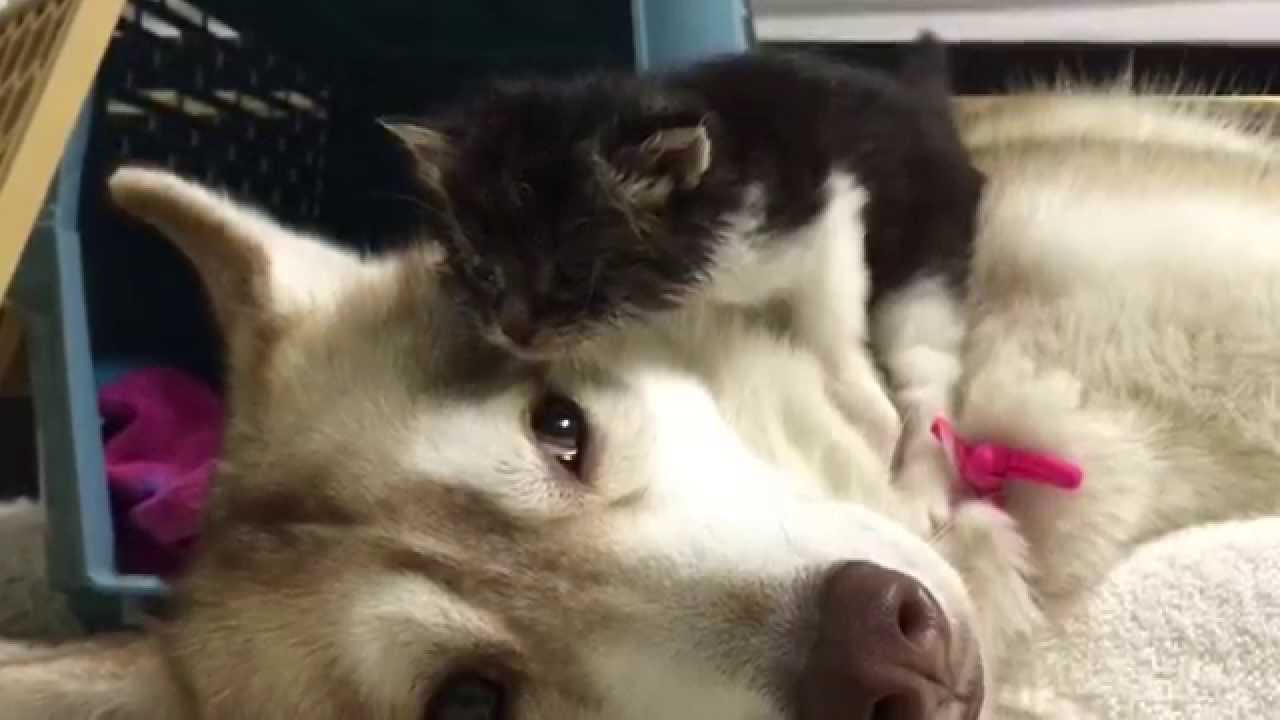 Uma gatinha órfã chegou a uma nova casa: Vê o que aconteceu quando a apresentaram ao cão