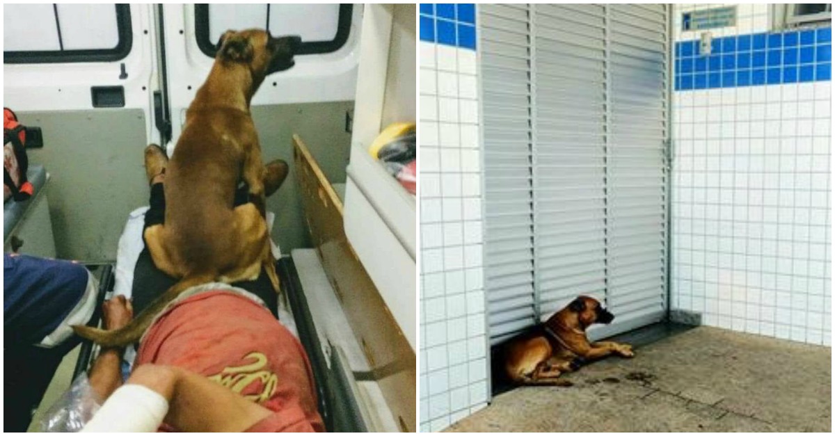 Cão leal espera pelo seu amigo depois de viajar com ele até ao Hospital