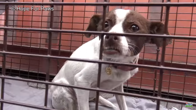 Insensibilidade: cão é deixado à própria sorte em aeroporto