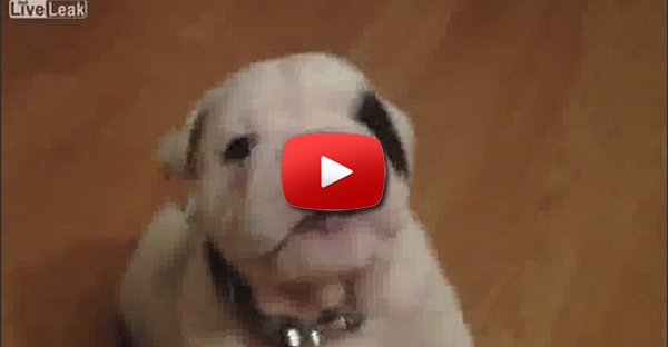 Bulldog de 2 meses tenta ser agressivo