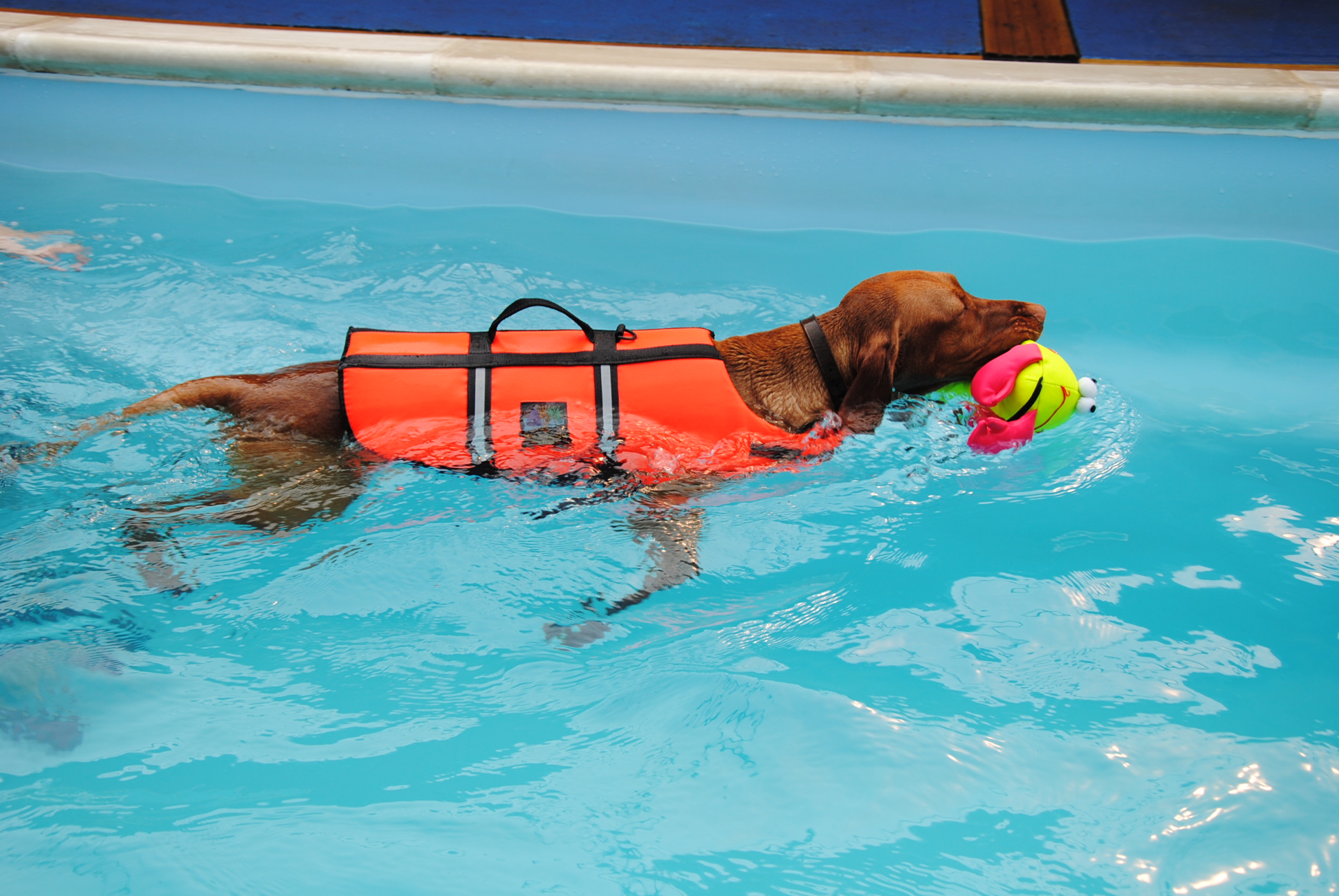 Cão nada com golfinhos