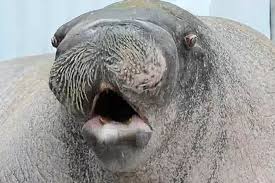 Já viu uma morsa a afinar a voz? :D