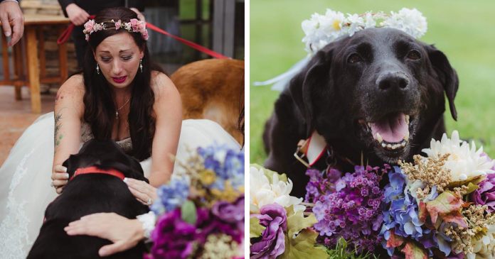 Cão à beira da morte, leva a dona ao altar num momento emocionante