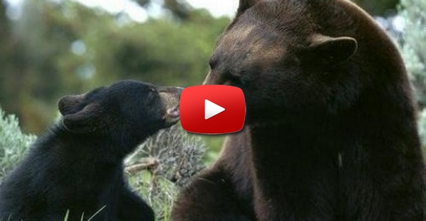 Mãe urso salva filhote!