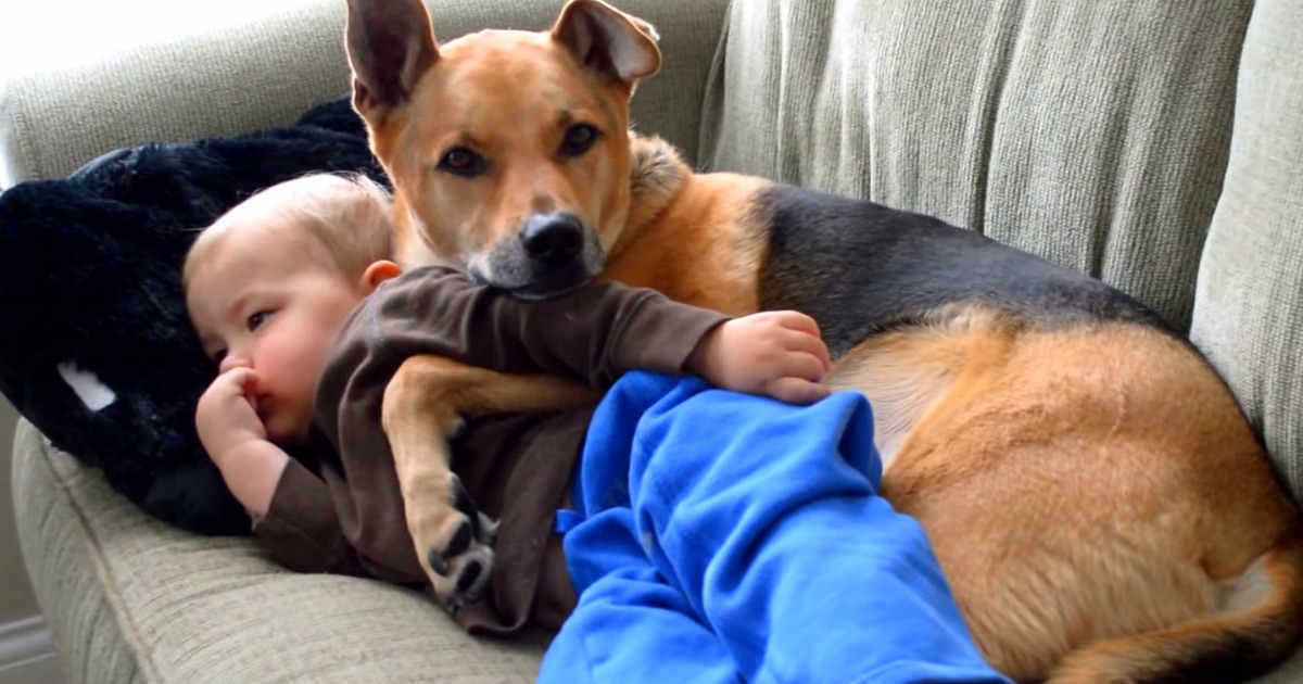 Colocaram um cachorrinho entre alguns gatinhos recém nascidos: a reação da mãe é linda!