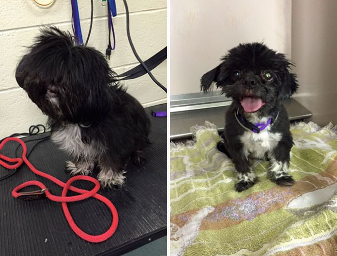 Homem faz cortes no pelo a animais abandonados para encontrarem um lar mais rápido