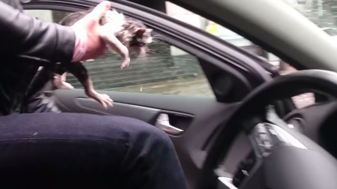Automobilista resgata gatinho em apuros numa rua inundada... RESPECT!