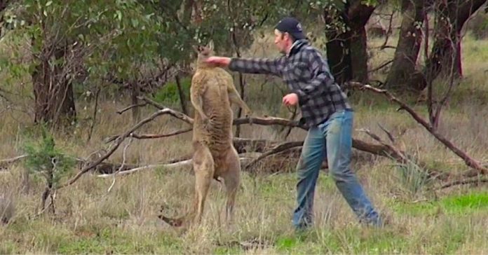 Afinal este homem deu um murro a um canguru para salvar o seu cão