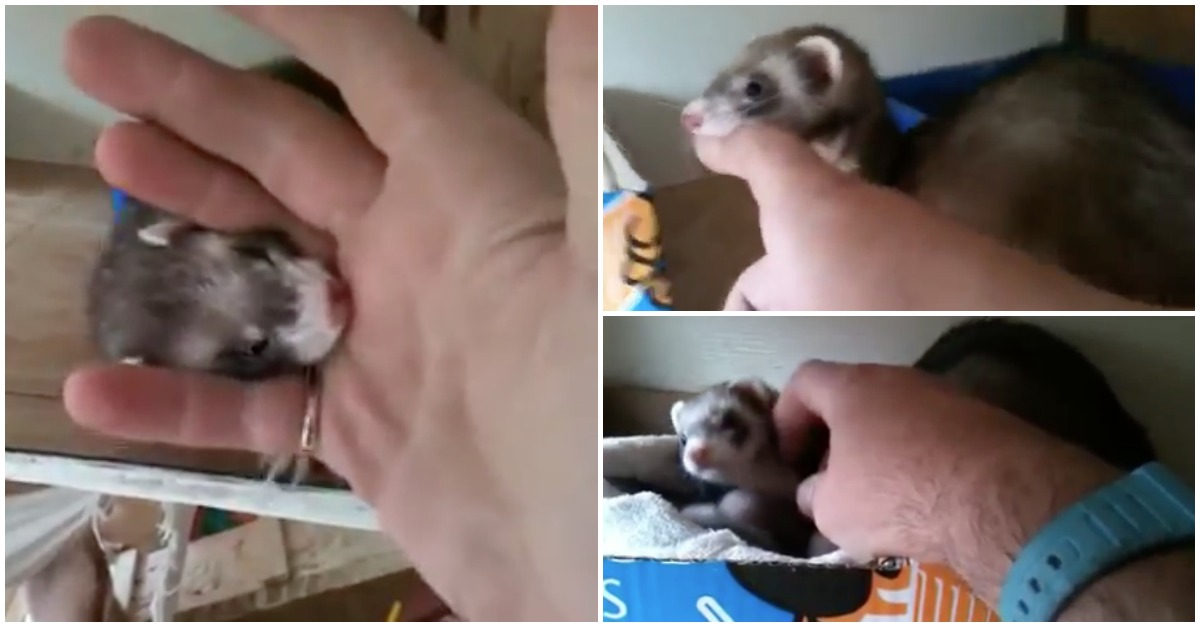 Mãe furão tenta levar mão de humano para junto dos seus bebés… QUE RIQUEZA!
