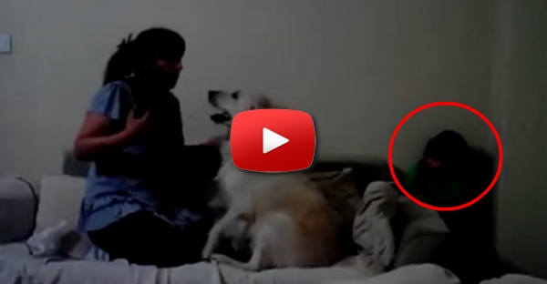 Mãe tenta bater na filha e o que os cachorros fazem de seguida é inacreditável!