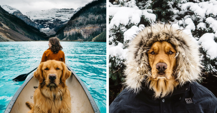 Aspen, o golden retriever que prova que os animais podem ser grandes companheiros de viagem