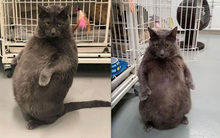 Mais de 20 mil pessoas mobilizam-se para gatinho obeso ser adoptado
