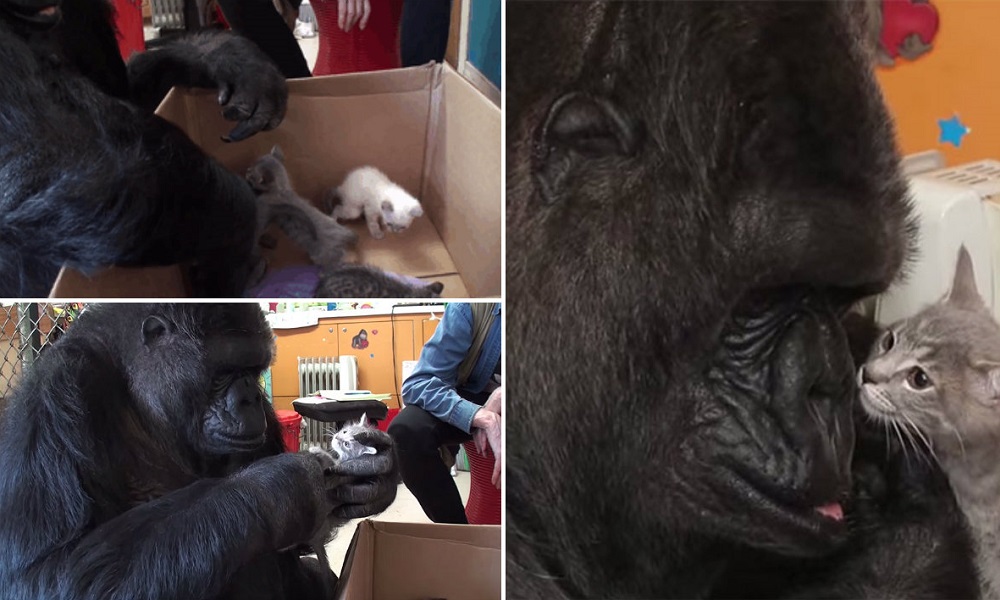 Gorila que não pode ter filhos recebe dois gatinhos de presente