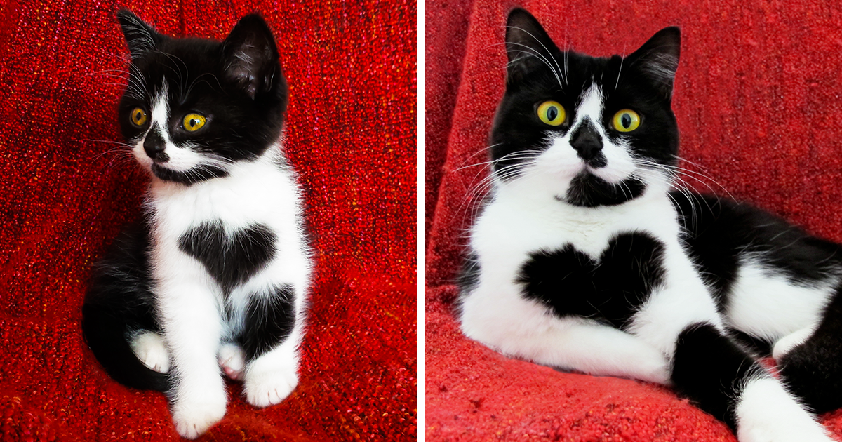Conhece a Zoë, a gata que tem literalmente um coração no seu peito