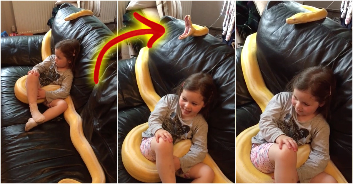 Menina vê TV confortavelmente junto a uma COBRA PÍTON com mais de 3 METROS!