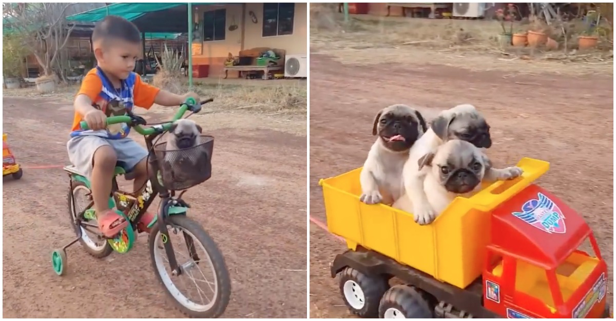 Menino inventa transporte para passear com os seus 5 cães ao mesmo tempo
