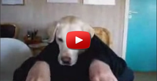 Meu cão comendo com as suas próprias mãos