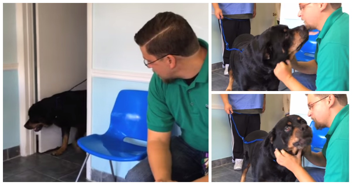 Reencontrou o seu cão 8 anos depois! Confere a reação emocionante!