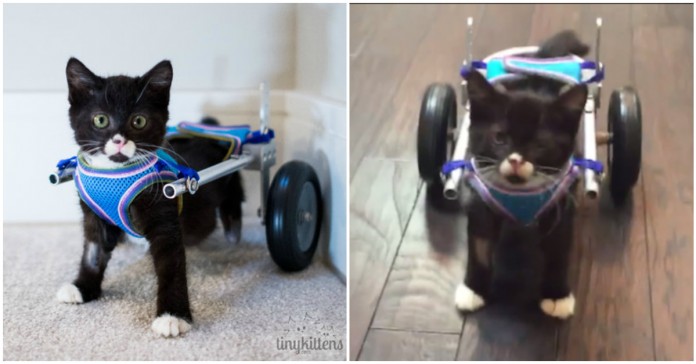 Gatinho dá primeiros passos depois de receber cadeira de rodas