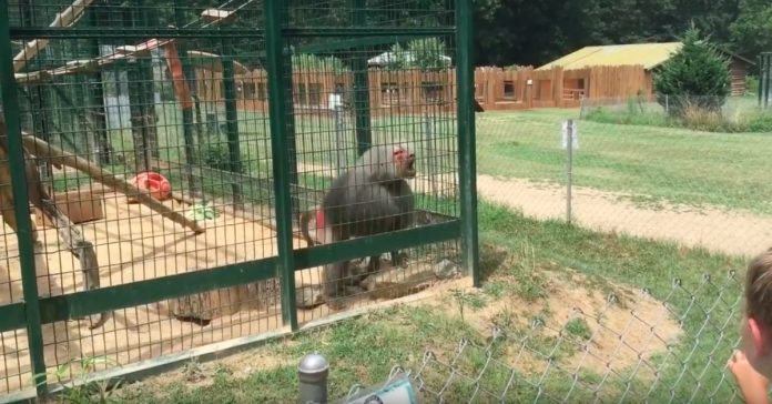 Babuíno atira cocó aos visitantes num jardim zoológico