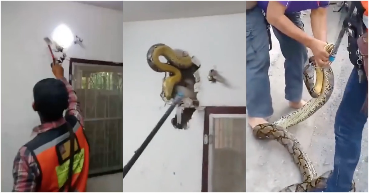 Morador descobre cobra píton de 5 metros na parede da sua casa