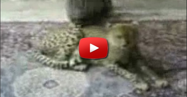 Mordidela de leopardo