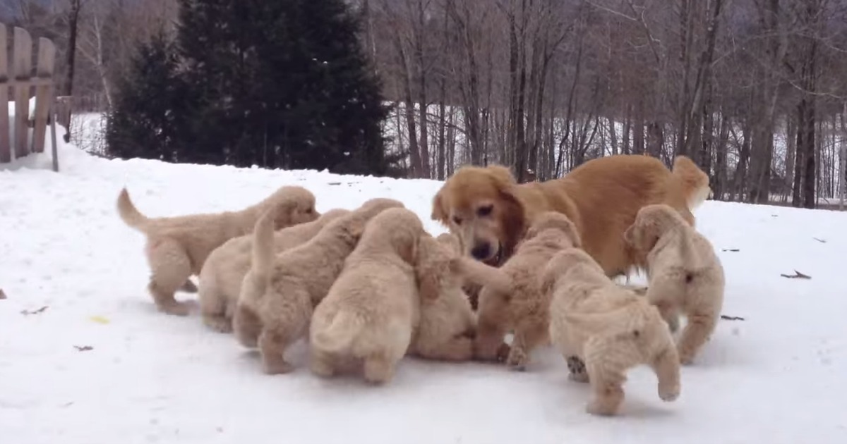 Golden Retriever brinca com os seus nove filhotes