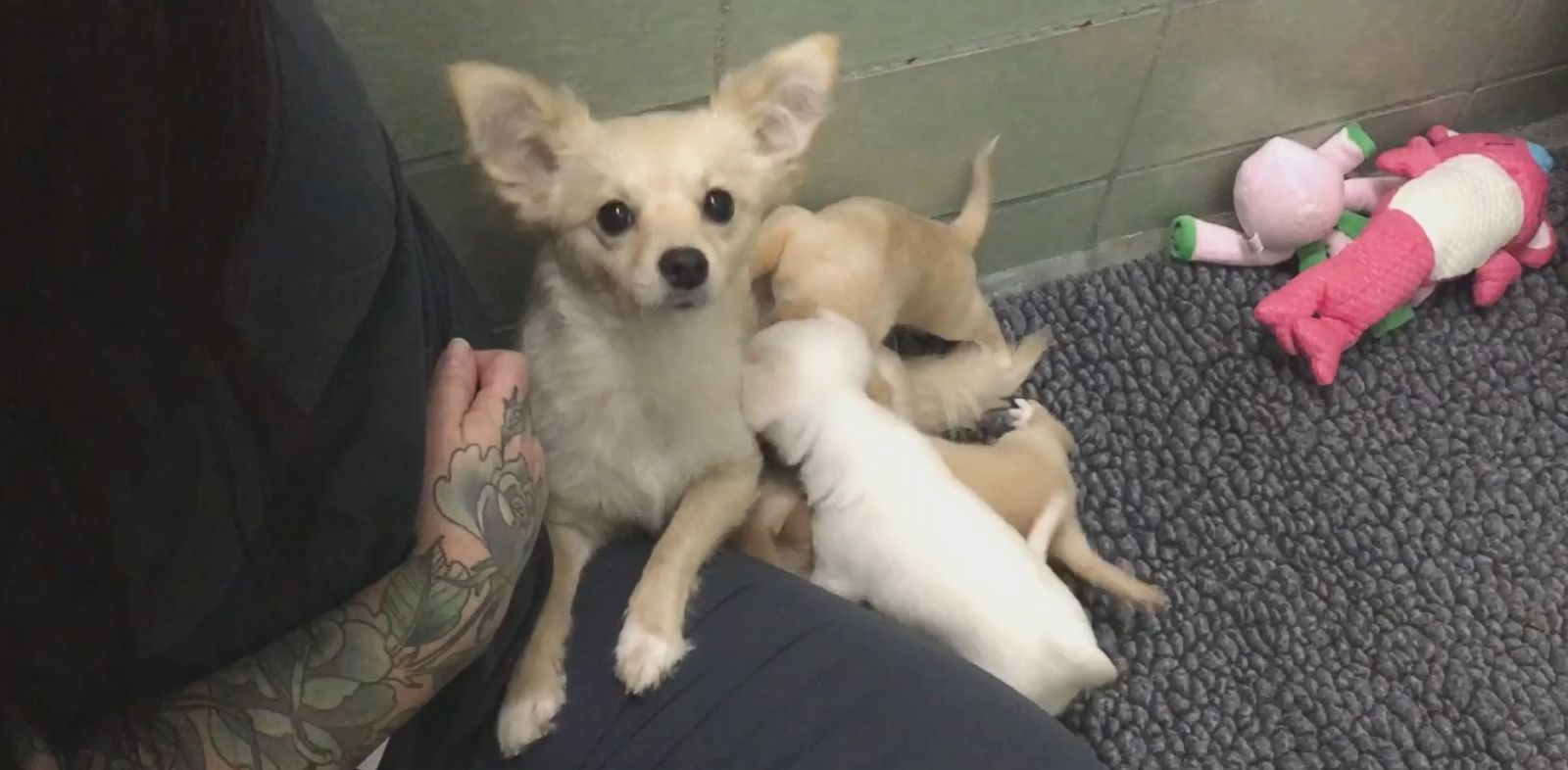 Cadela reencontra os seus bebés num abrigo e o momento é maravilhoso
