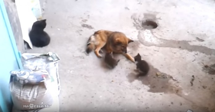 Gata confia crias a um velho amigo. O momento que se segue é maravilhoso!