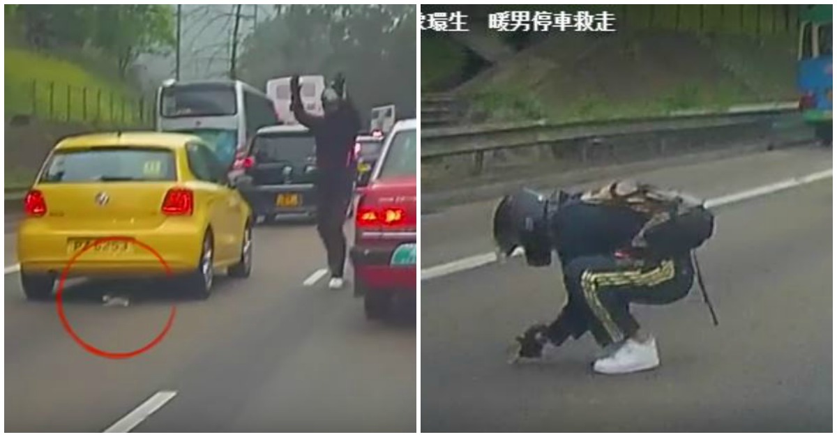 Motociclista decide parar o trânsito para salvar gatinho de ser atropelado