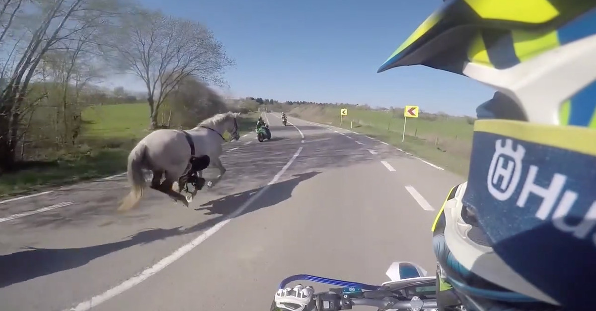 Motociclista faz o que pode para salvar cavalos e ainda tem acidente