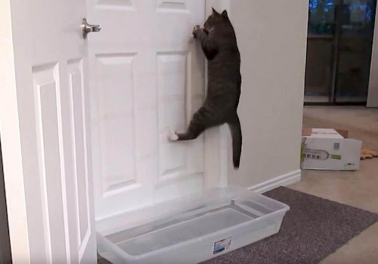 Dono elabora plano engenhoso para o gato parar de o acordar – sua reação nos fez rir muito