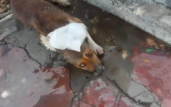 Cão morre após ser atingido por paralelepípedo