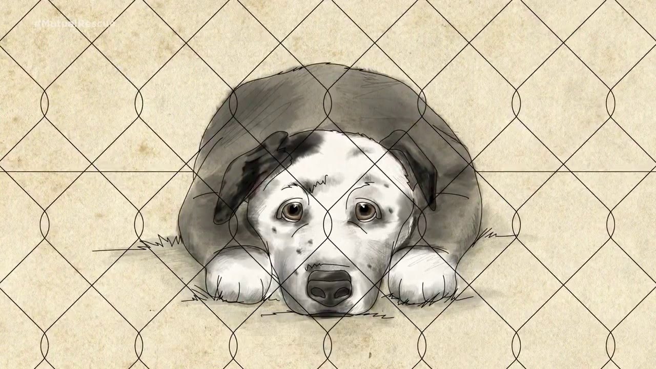 A adopção de um cão salvou a vida de um homem doente. Confere como!
