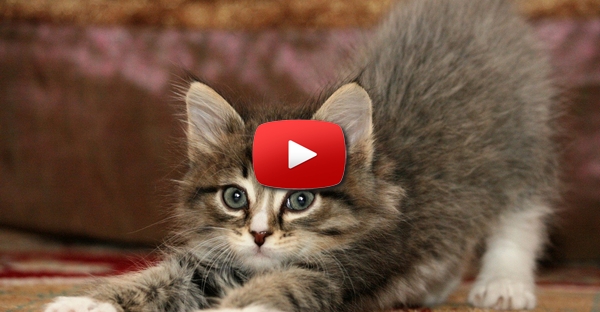 Vê este gato herói a salvar uma criança que foi atacada por um cão