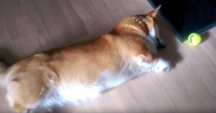 Corgi preguiçoso tenta apanhar uma bola da forma mais engraçada de sempre