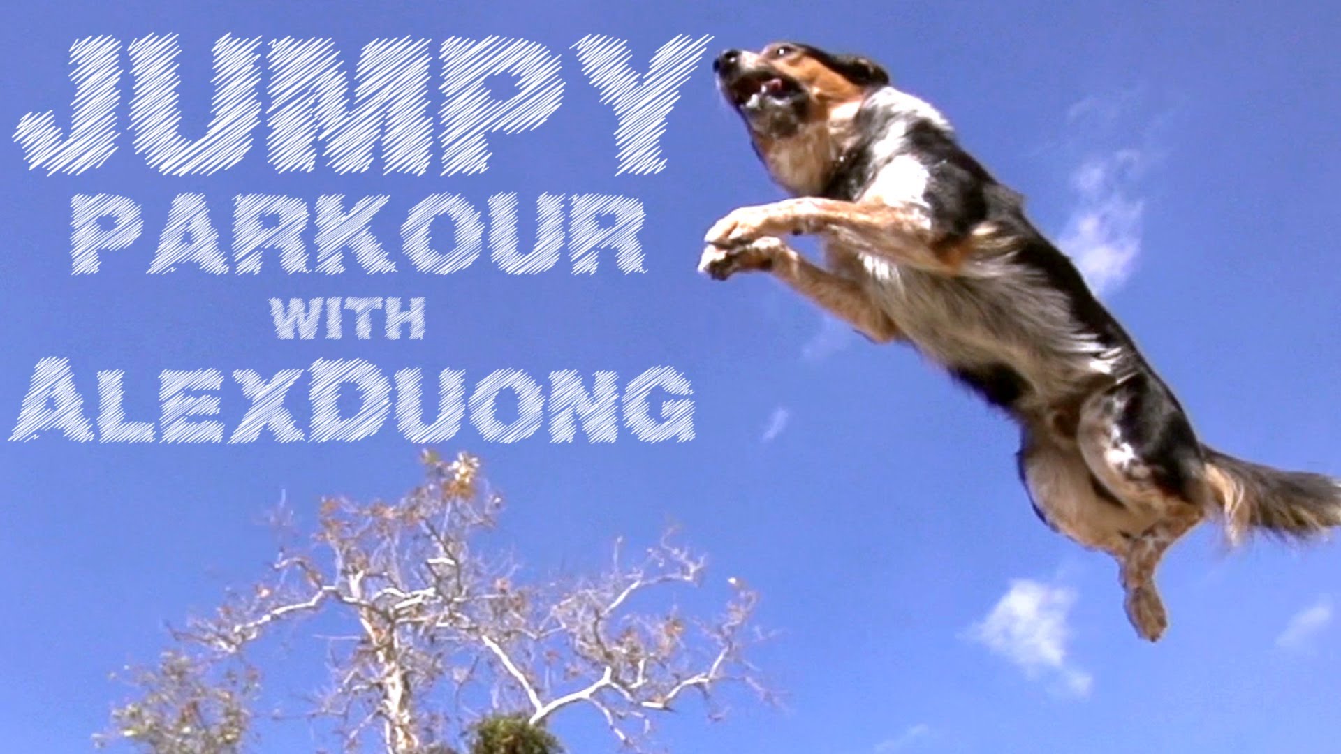 Um cão praticamente de Parkour? Sim é mesmo verdade!