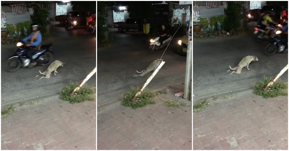Ninguém era capaz de ajudar este cão... até que alguém decide fazê-lo e ele reage assim?!