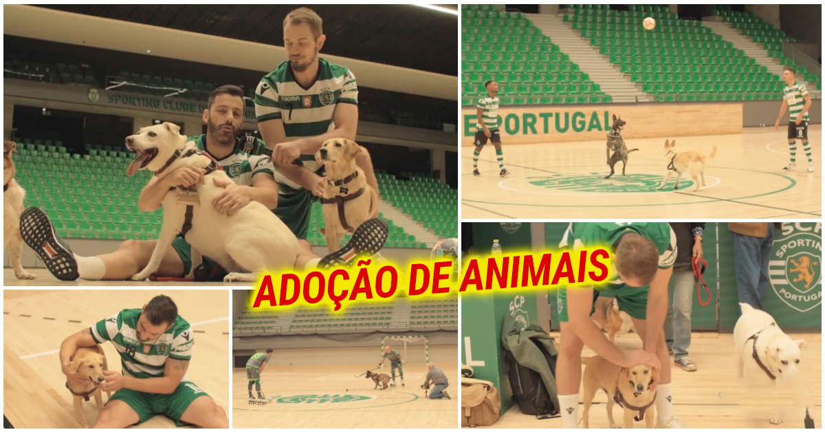 Sporting promove campanha de adoção animal
