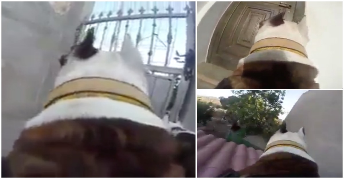 Não sabia como o seu pitbull entrava em casa... até que lhe colocou uma GoPro e descobriu!