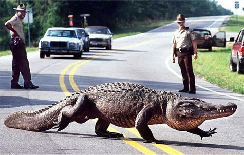 Impressionante história do Pocho, O crocodilo amigo!